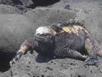 Marine Iguana